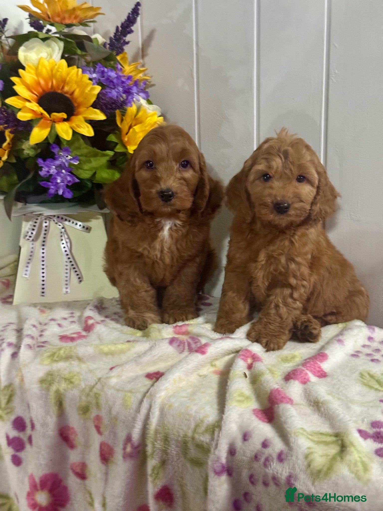 Cockapoo dogs 8 red dna tested clear f1 Cockerpoo puppies  - Advert 12