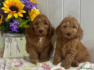 Cockapoo dogs 8 red dna tested clear f1 Cockerpoo puppies - Advert 12