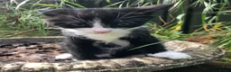 Mixed Breed cats for sale: Adorable Kittens Ready for their Forever Homes - Advert 14