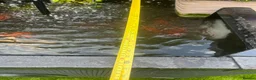 Koi Carp fish for sale: Pond & fish all included  - Advert 3