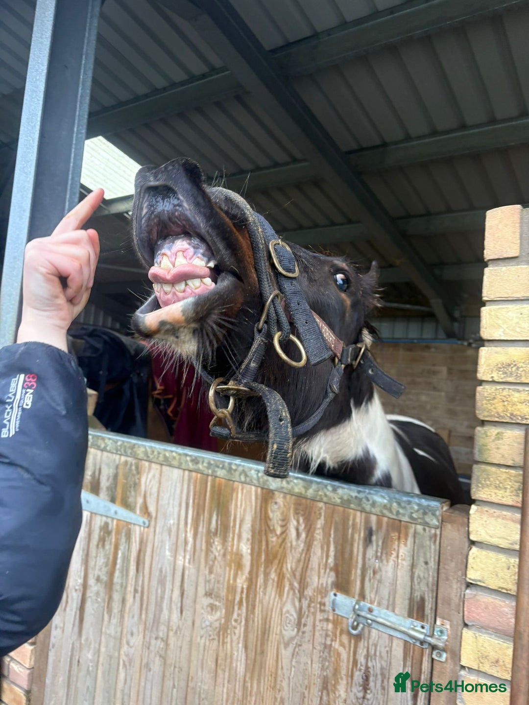 Appaloosa horses for sale: Rodney 14.1/2 2 Year old gelding Appaloosa X Cob - Advert 3