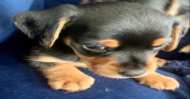 Mixed Breed dogs - Advert 2