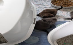Mixed Breed cats for sale: Siamese/ragdoll/Scottish fold  - Image 28