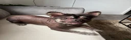 French Bulldog dogs for sale: Rare french bulldog  - Advert 2