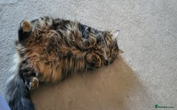 Norwegian Forest Cat cats for sale: Norwegian forest with Turkish Angora - Image 24
