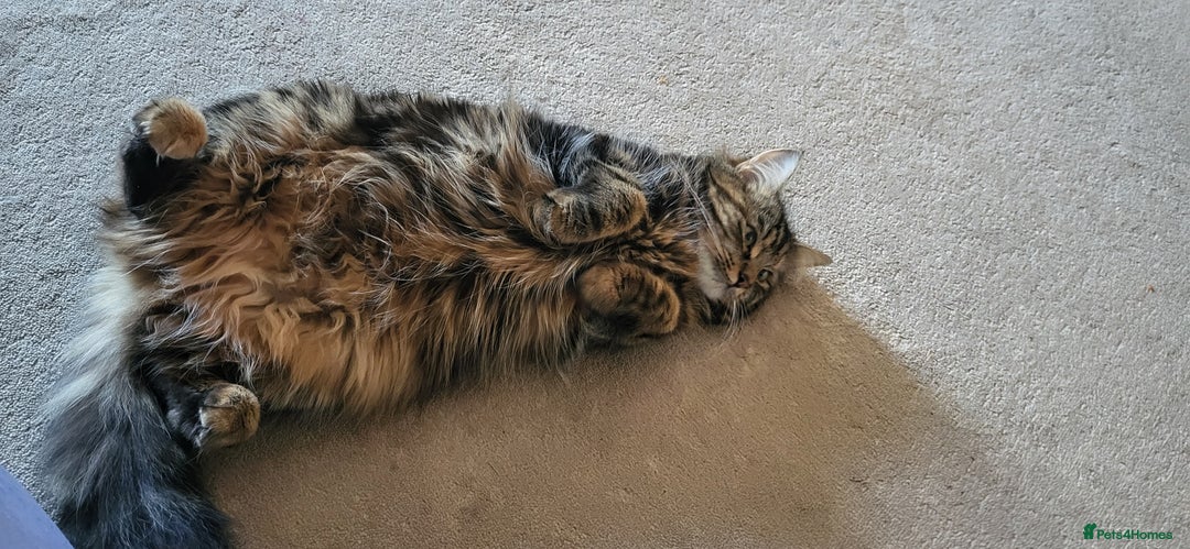 Norwegian Forest Cat cats for sale: Norwegian forest with Turkish Angora - Image 24