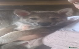 Shepsky dogs for sale: 4 gorgeous puppies - Image 1