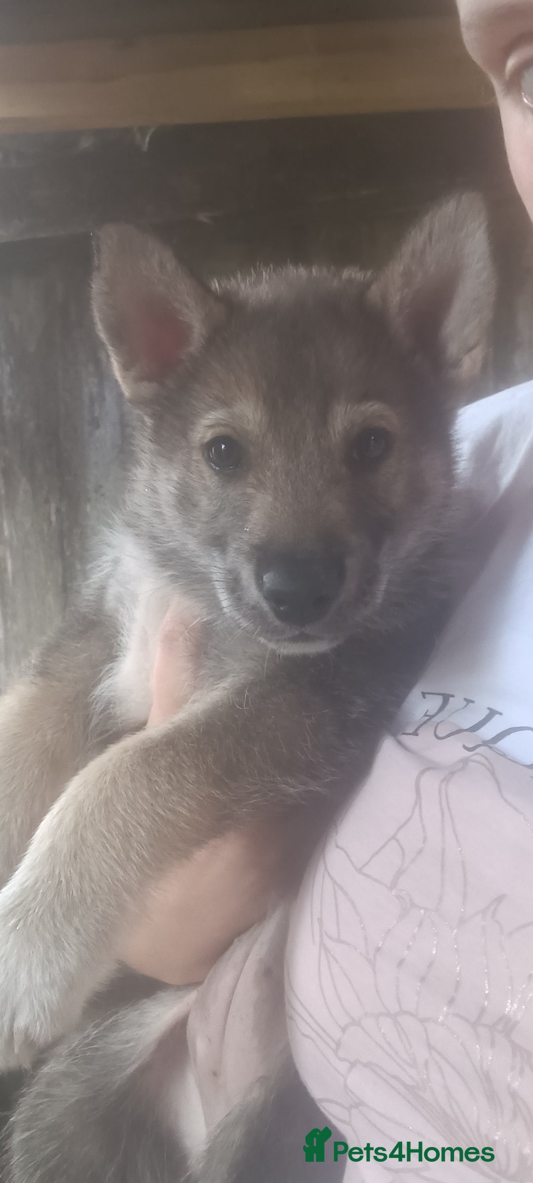Shepsky dogs for sale: 4 gorgeous puppies - Image 1