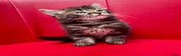Mixed Breed cats for sale: Big Litter Big Love ❤️  - Advert 3