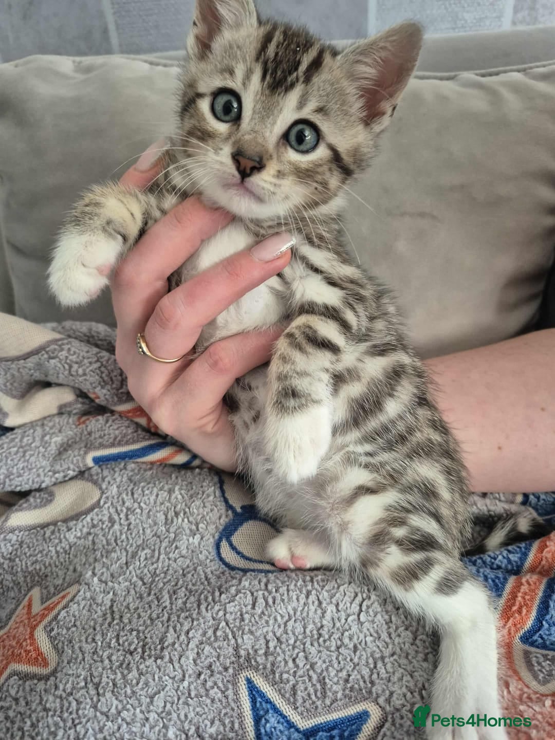 Mixed Breed cats for sale: Mixed bengal kittens  - Image 8