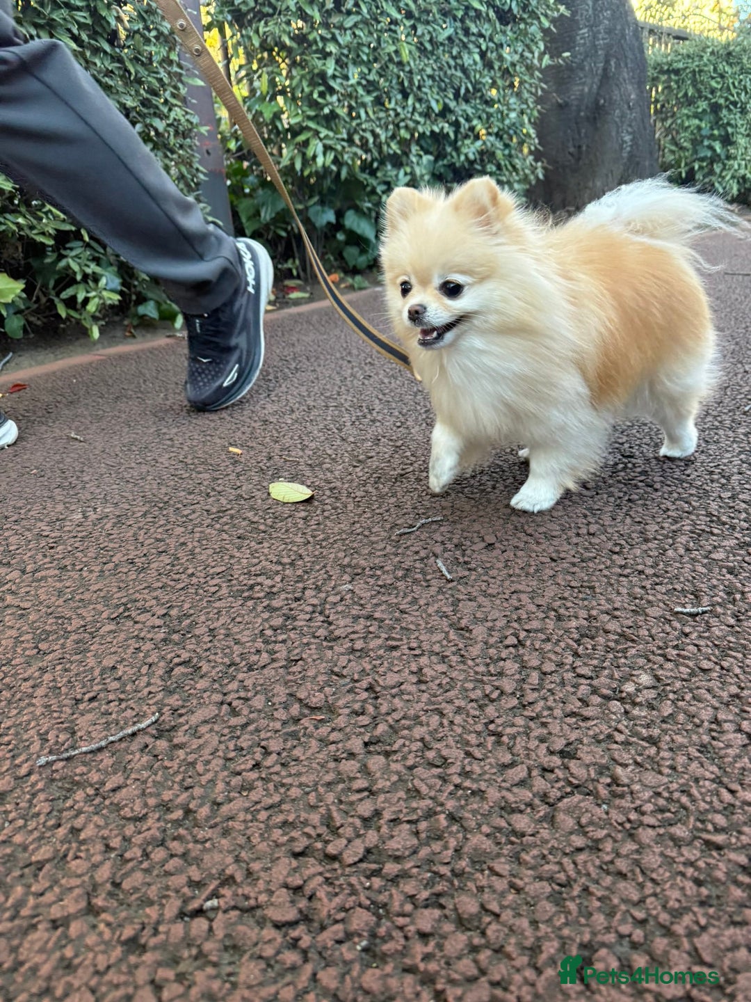 Pomeranian dogs for sale: Gorgeous mini Pom girl - Advert 7