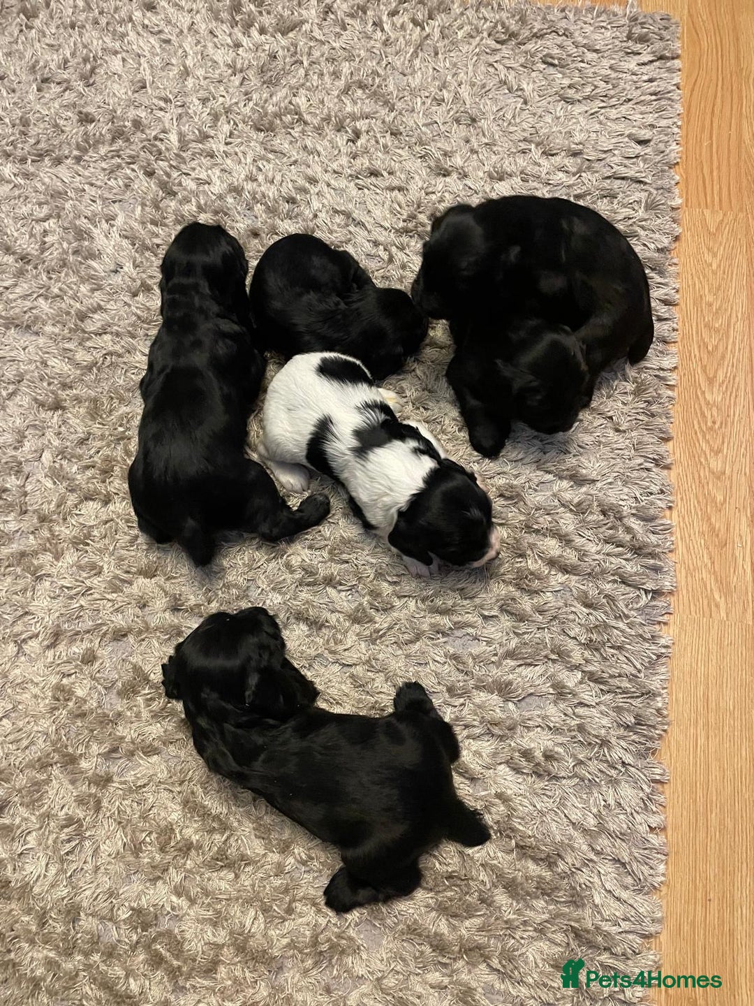 Cocker Spaniel dogs for sale: Cocker Spaniel  - Advert 12