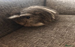 Guinea Pig rodents for sale: Male Guinea Pig For Free - Image 2