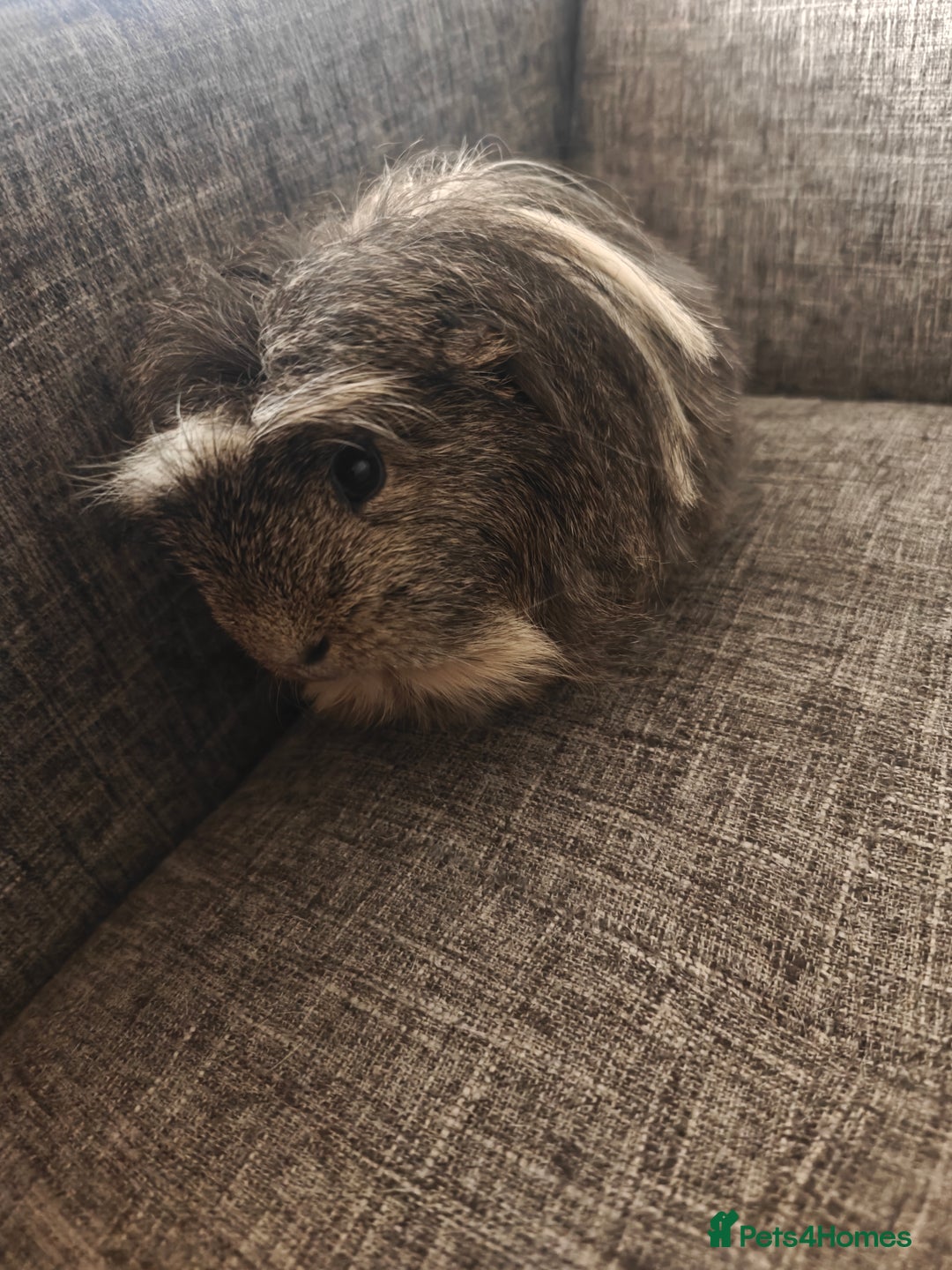 Guinea Pig rodents for sale: Male Guinea Pig For Free - Image 2
