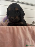Cockapoo dogs - Advert 10