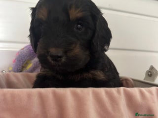Cockapoo dogs - Advert 16