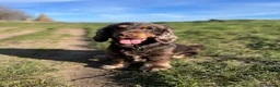Cocker Spaniel dogs for stud: ⭐️ Incredible show cocker spaniel⭐️ - Advert 4