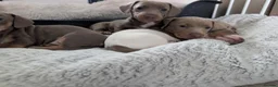 Miniature Dachshund dogs for sale: Gorgeous Purebred Miniature Dachshund Puppies - Advert 17