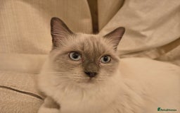 Ragdoll cats for sale: PEDIGREE RAGDOLL TICA REGISTERED - Image 4