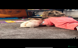 Lionhead rabbits for sale: Lion head rabbit  - Image 2
