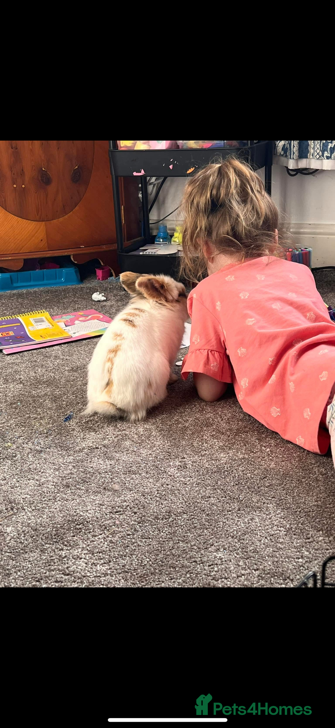 Lionhead rabbits for sale: Lion head rabbit  - Image 2