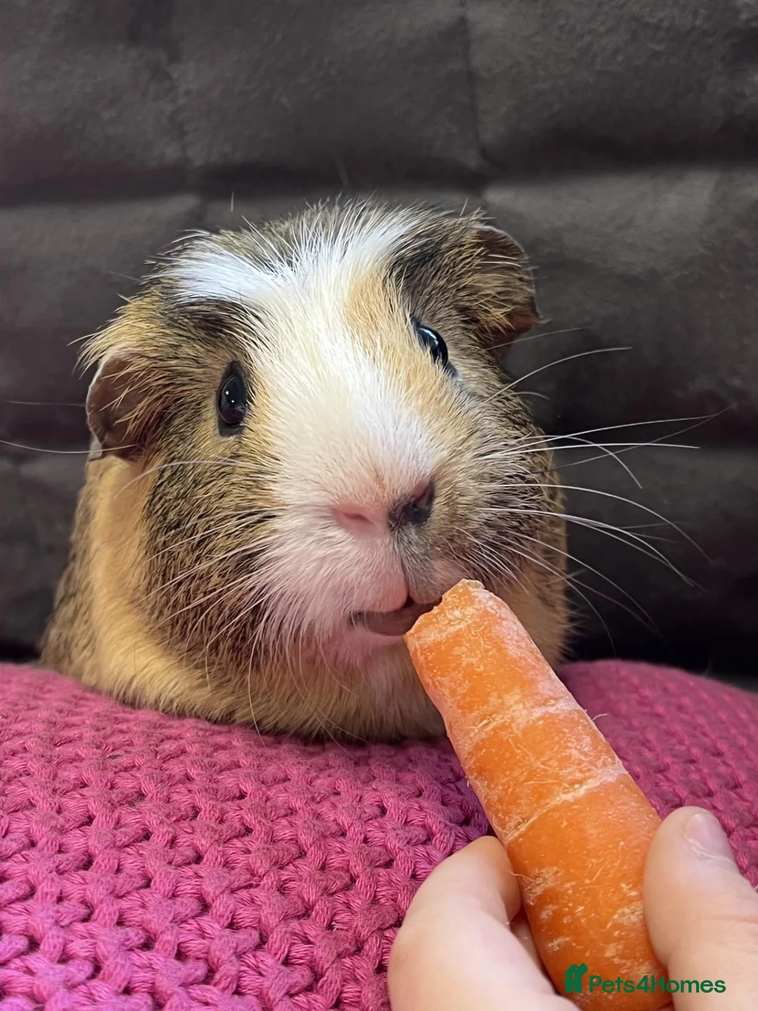 Guinea Pig rodents for sale: Bonded Pair of Boars (Brothers) in Peterborough - Advert 1