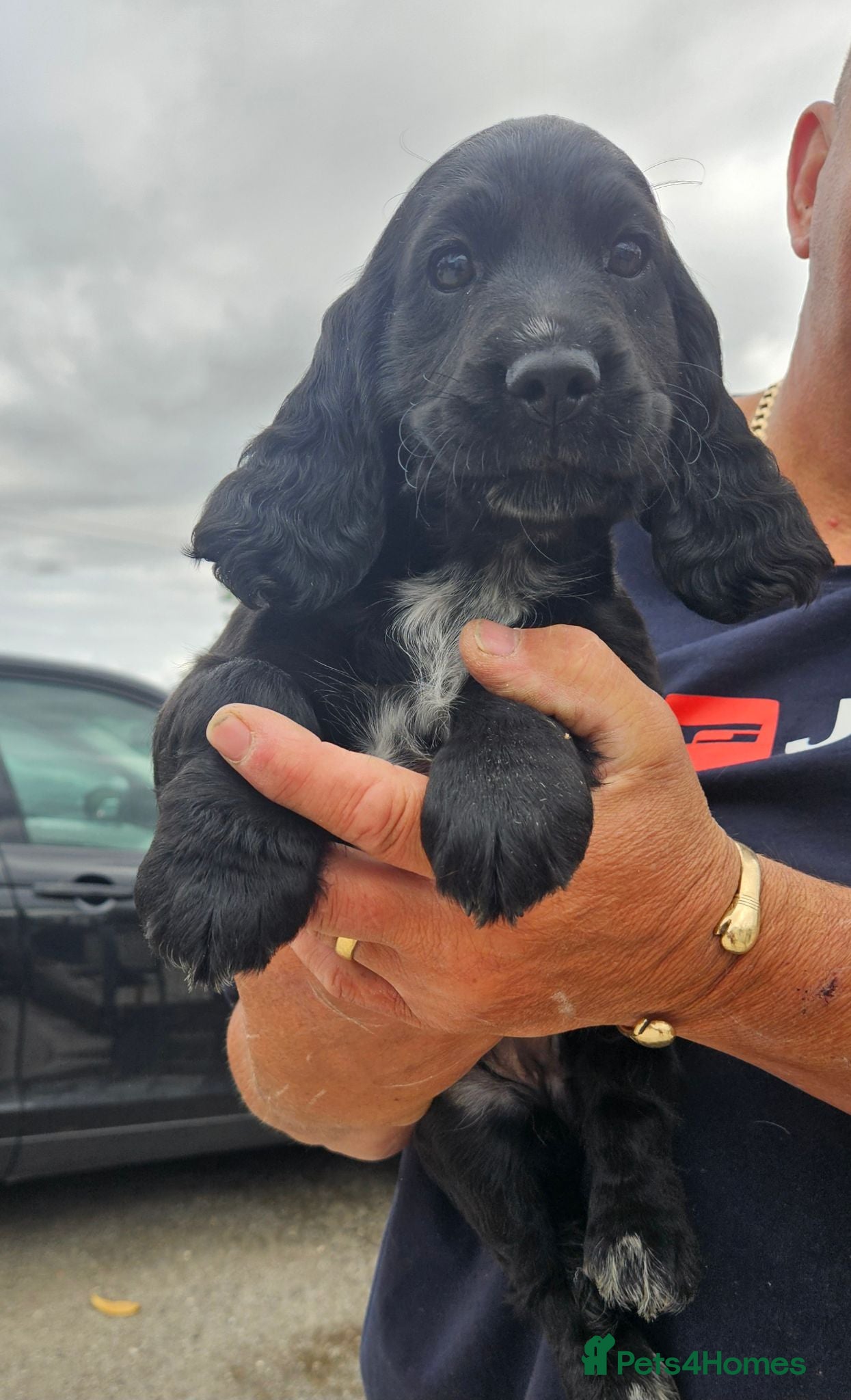 Cocker Spaniel dogs for sale: Cocker spaniel puppies  - Advert 1