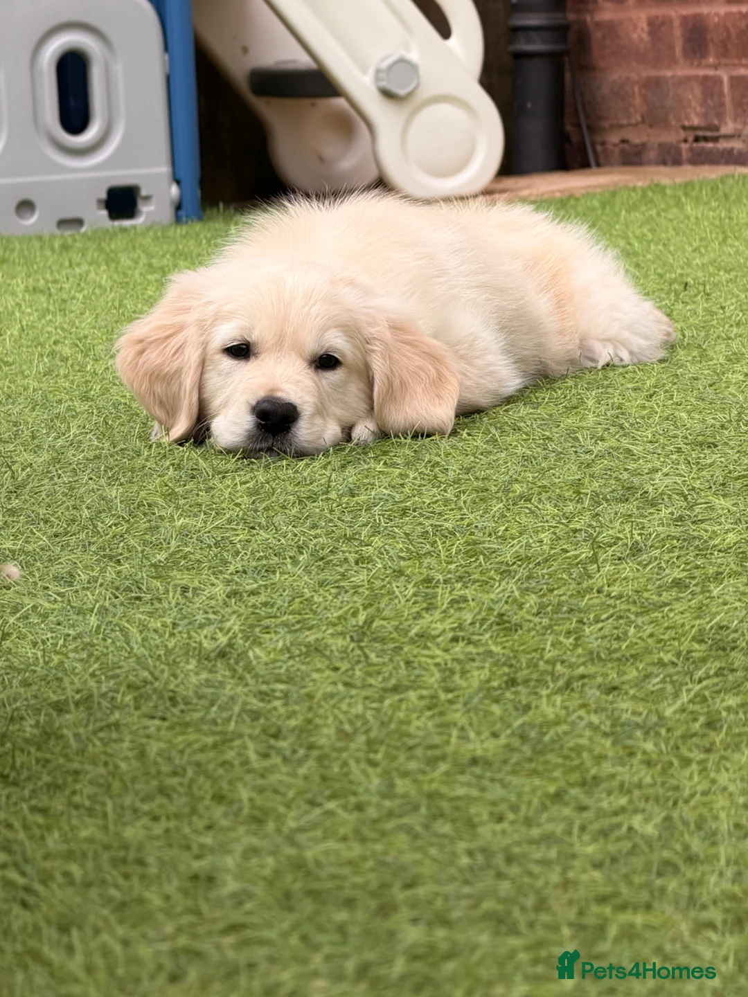 Golden Retriever dogs for sale: Benny is looking for a new home  in Doncaster - Advert 2
