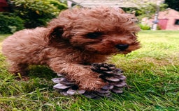 Toy Poodle dogs for sale: Toy Poodles from k.c.registered DNA tested parents - Image 9