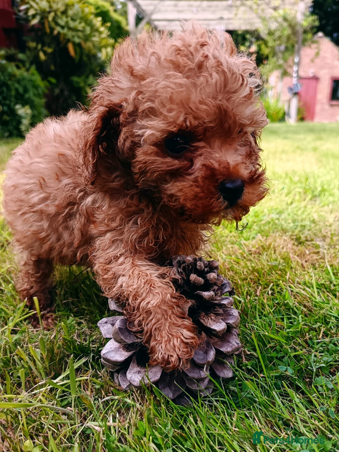 Toy Poodle dogs for sale: Toy Poodles from k.c.registered DNA tested parents - Image 9