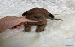 Goldendoodle dogs for sale: multigenerational Australian Golden doubledoodles - Image 18