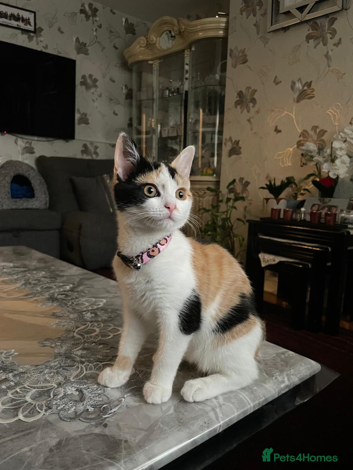 Domestic Shorthair cats Kitten (Sina) for sale - Advert 2