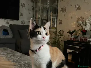 Domestic Shorthair cats Kitten (Sina) for sale - Advert 2