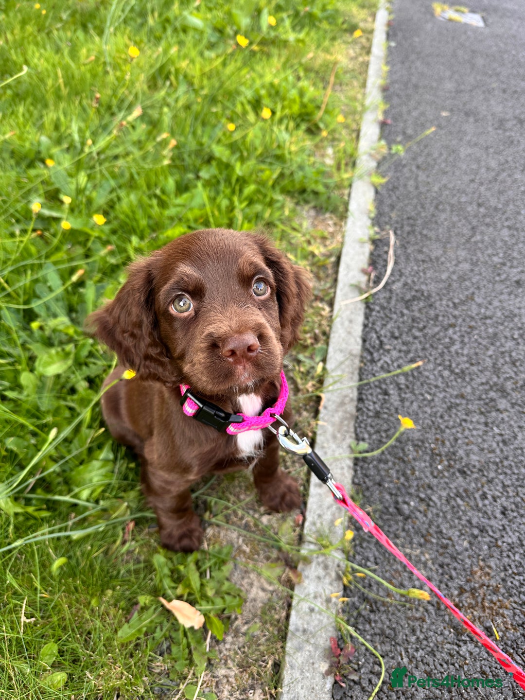 Mixed Breed dogs for sale: Female sprocket spaniel  - Image 1
