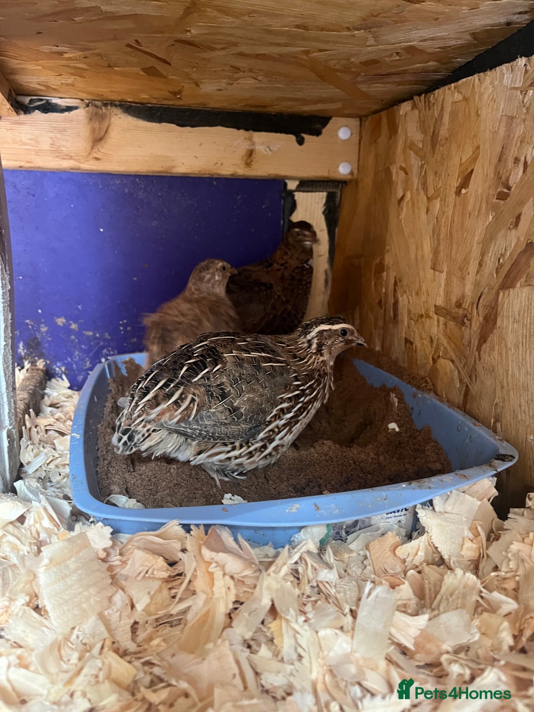 Quail poultry for sale: Mixture of Coturnix Quail - Image 4