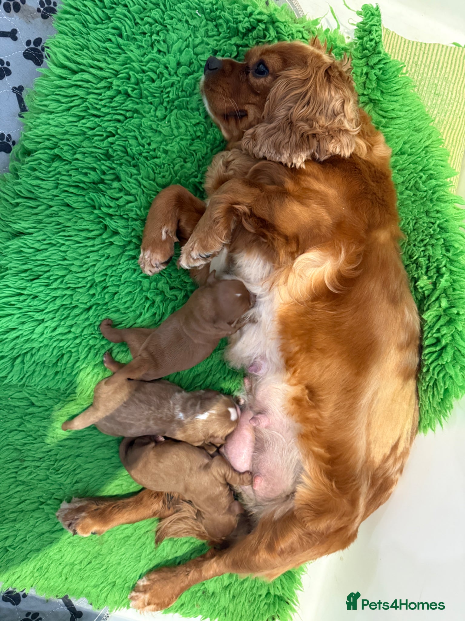 Cavapoo dogs Cavapoo puppies,health tested parents 5* licensed  - Advert 2