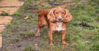 Cocker Spaniel dogs 2 Females Cocker Spaniel For Rehoming - Advert 12