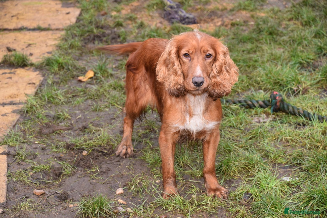 Cocker Spaniel dogs for sale: 2 Females Cocker Spaniel For Rehoming - Advert 2