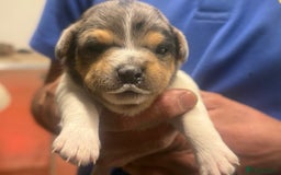 Jack Russell dogs for stud: Stunning Merle Jack Russell Male for Stud in Cambridge - Image 14