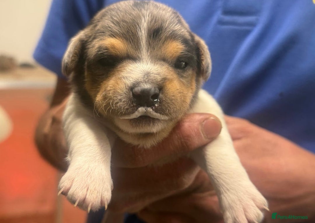 Jack Russell dogs for stud: Stunning Merle Jack Russell Male for Stud in Cambridge - Image 14