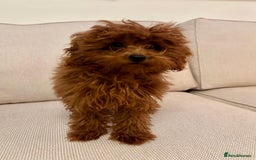 Toy Poodle dogs for sale: Miniature toy poodle boy  - Image 4