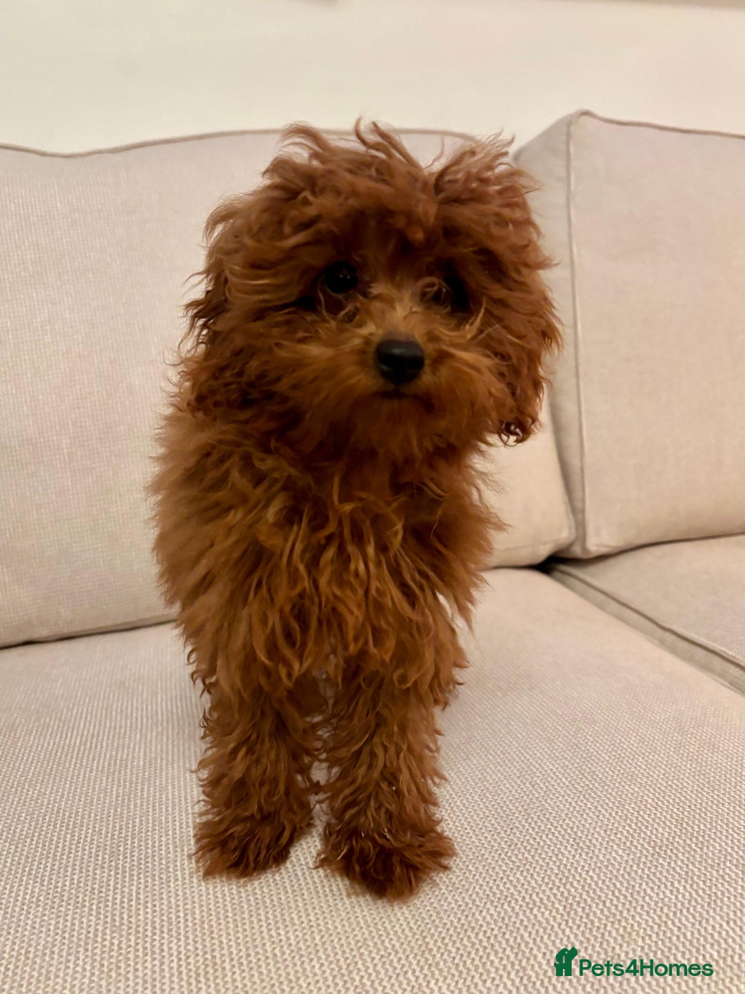 Toy Poodle dogs for sale: Miniature toy poodle boy  - Image 4