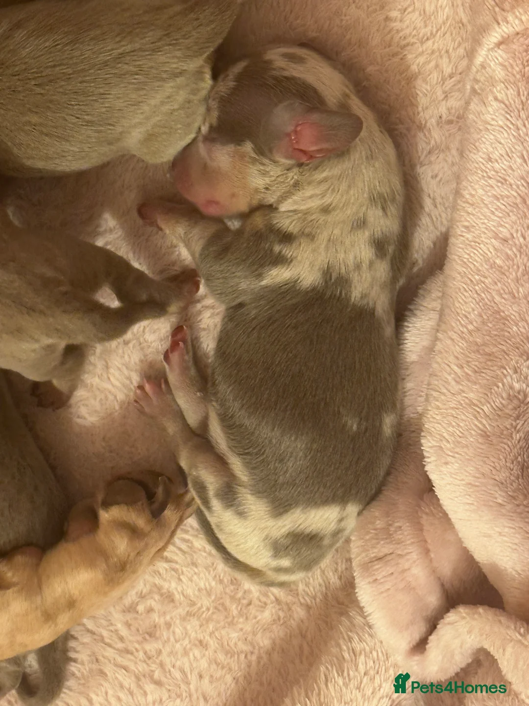 Miniature Dachshund dogs for sale: Kc smooth haired miniature dachshunds - Advert 7