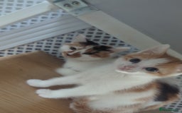 British Shorthair cats for sale: Cute kittens  - Image 2