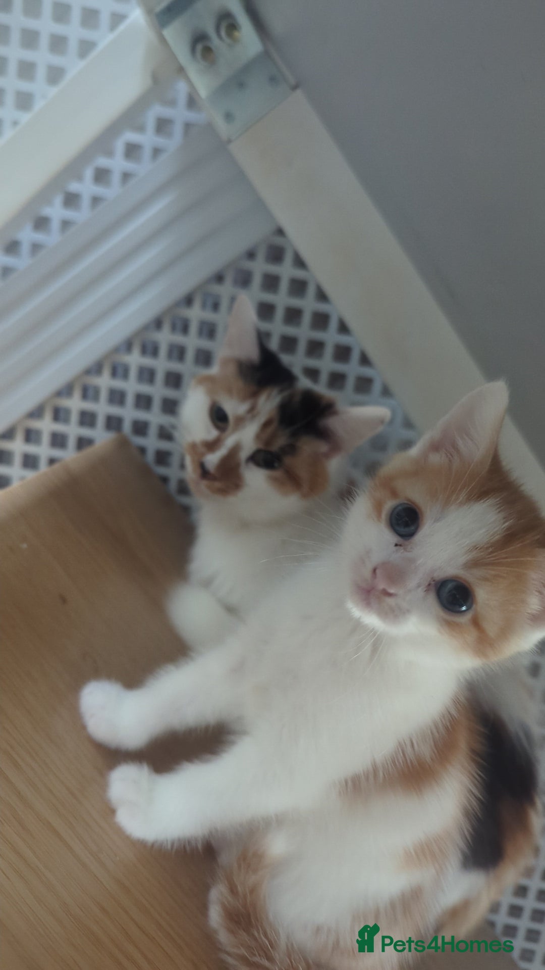 British Shorthair cats for sale: Cute kittens  - Image 2