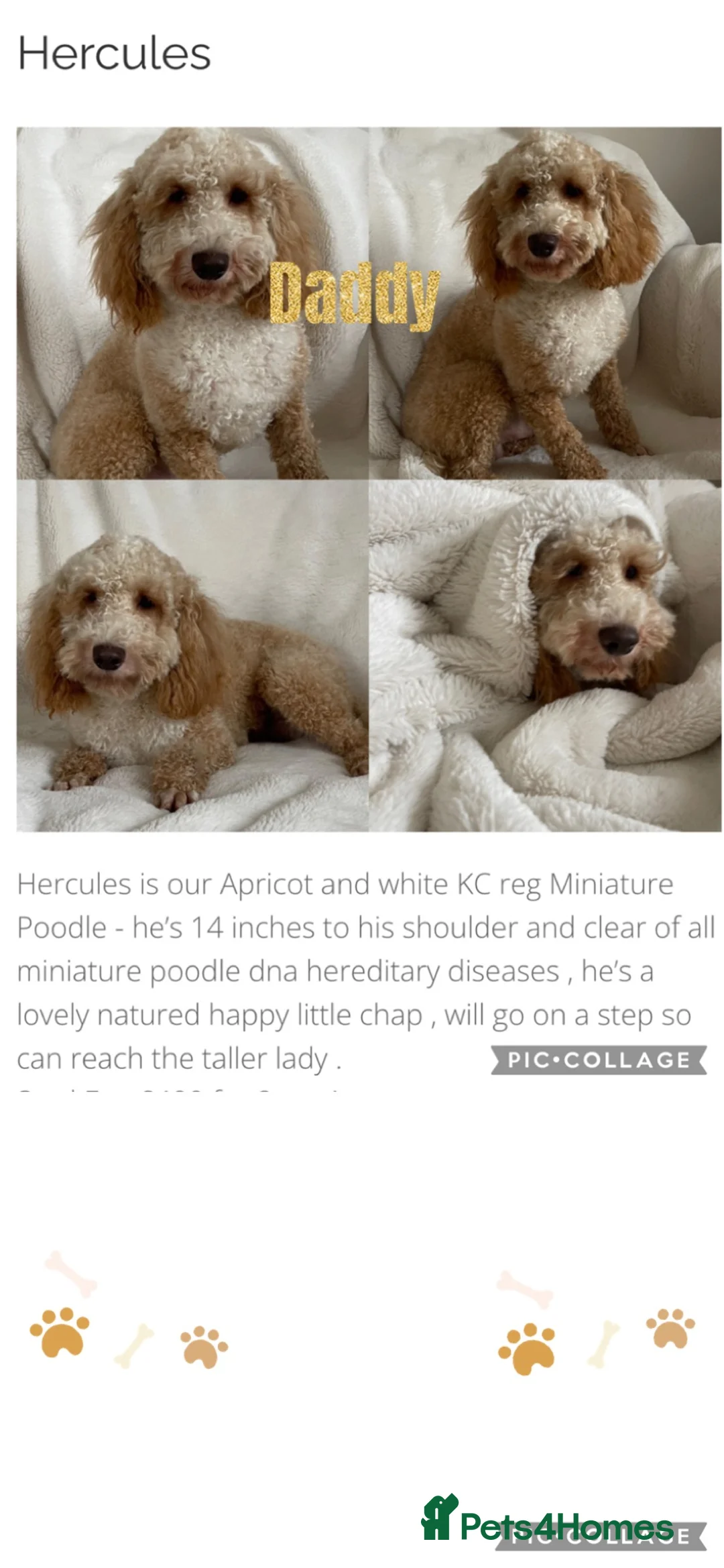 Labradoodle dogs for sale: Expecting F1B Miniature Labradoodles - Advert 2