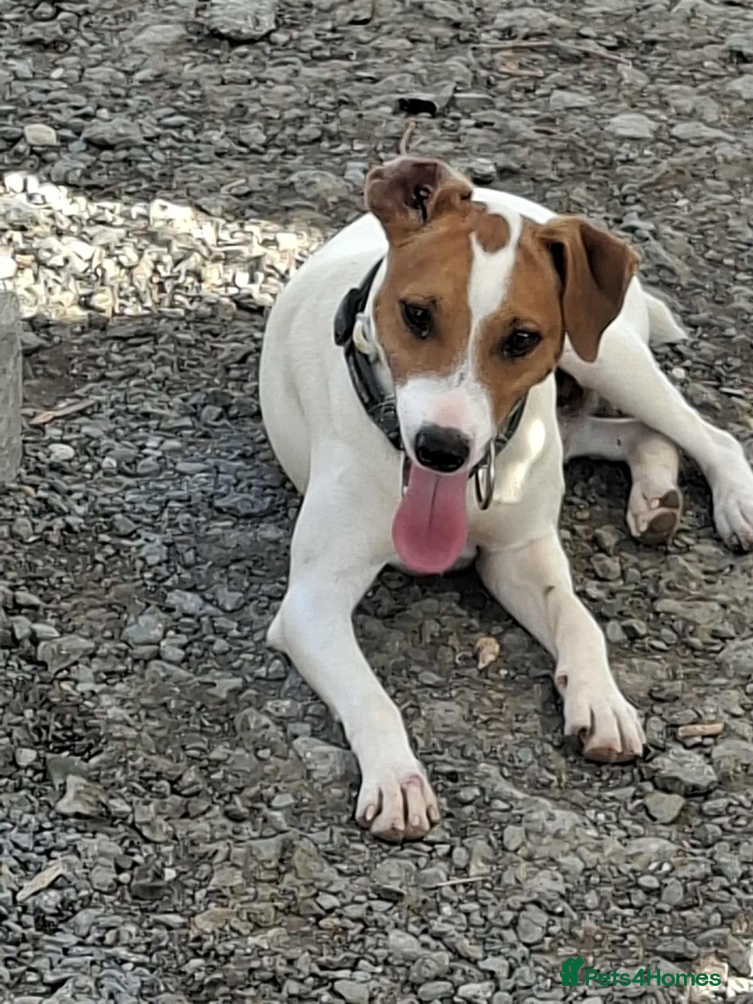 Mixed Breed dogs for adoption: Little Reggie wants to go home  - Image 7