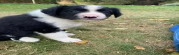 Border Collie dogs for sale: Working Border Collie puppies - Advert 4