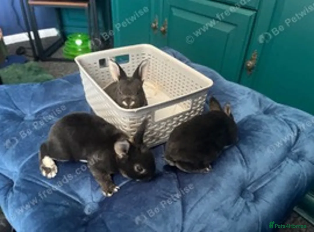 Rex rabbits for sale: PURE REX RABBIT KITS AVAILABLE FOR RESERVATION in Huntingdon - Advert 2