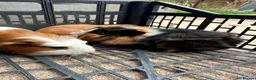 Guinea Pig rodents for sale: Beautiful Baby Guinea Pigs Boys 4 Weeks  - Advert 5